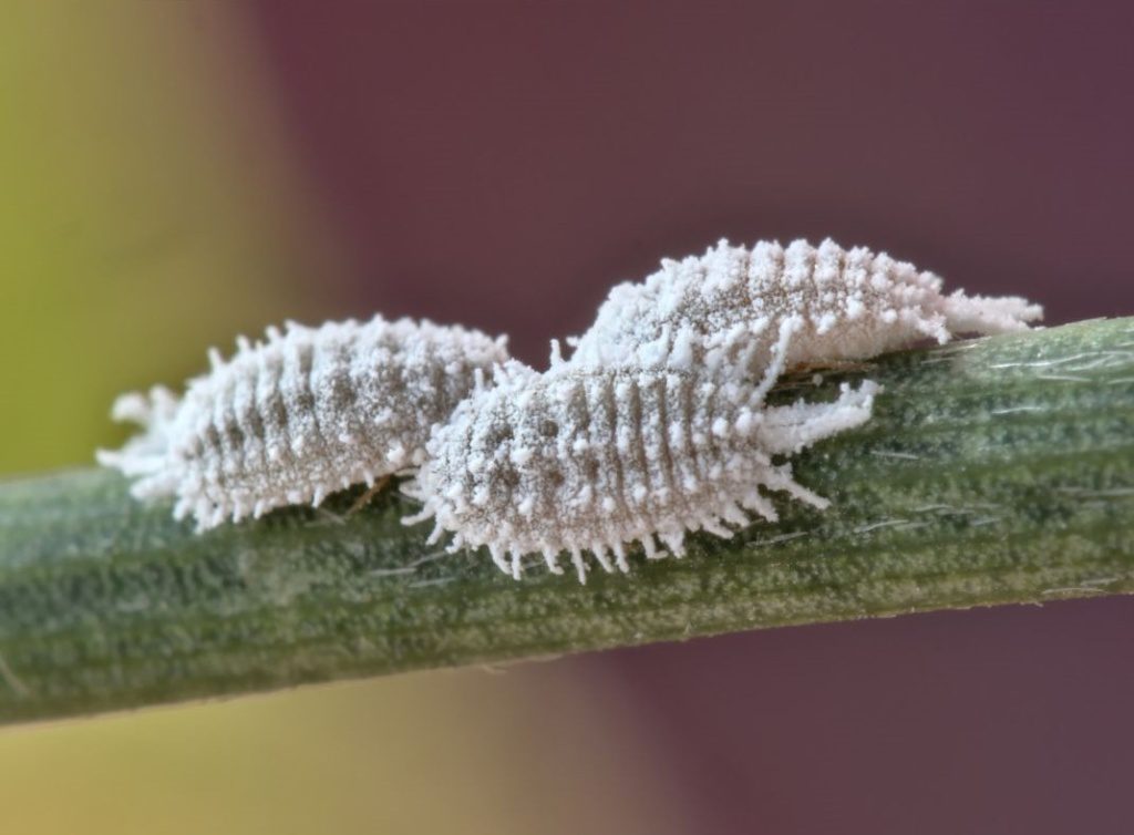 cocciniglia