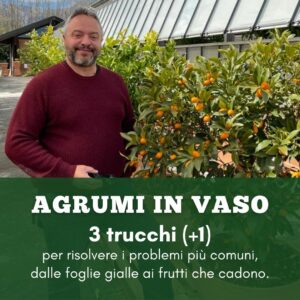 agrumi in vaso scarlatta