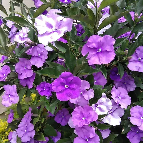 brunfelsia