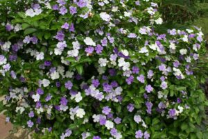 brunfelsia pianta rifiorente