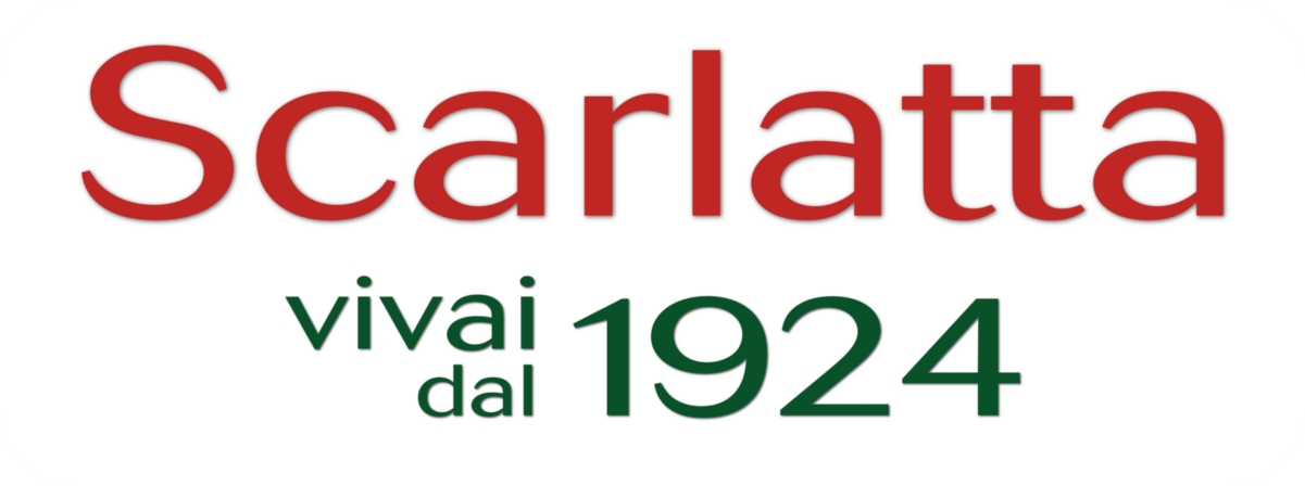 Scarlatta 1924
