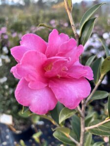 Camelia Sasanqua Kanjiro