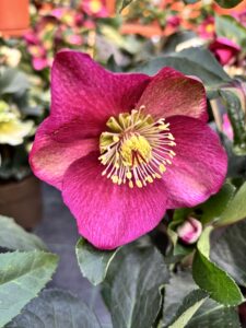 helleborus ice and roses