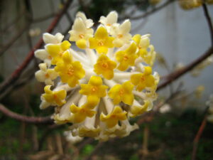 edgeworthia