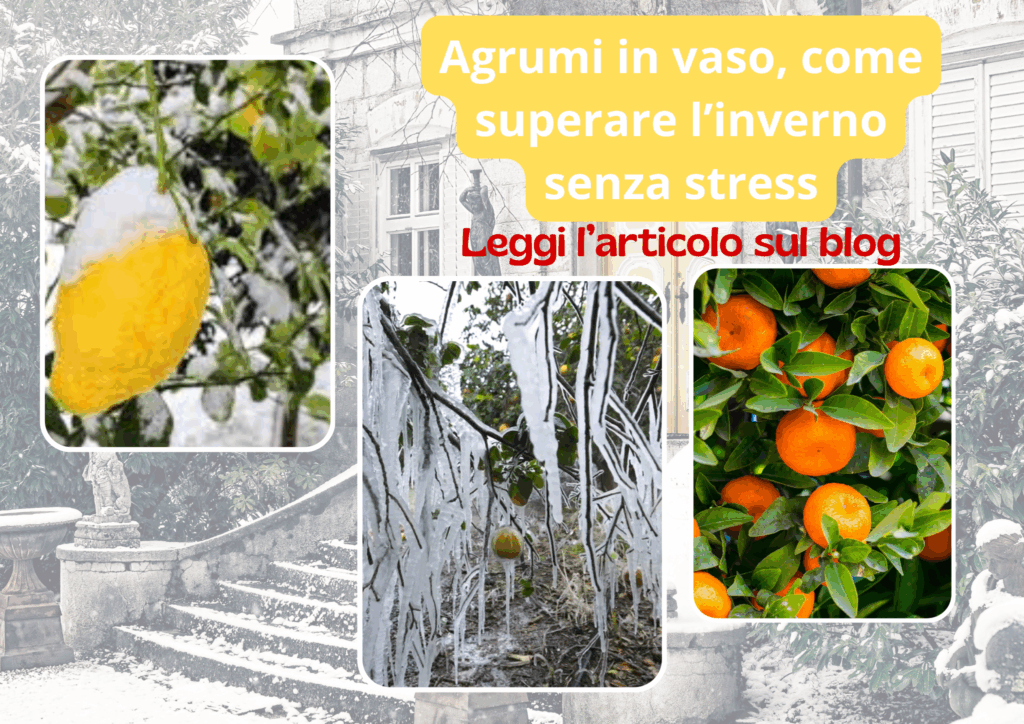 Come curare gli agrumi in inverno