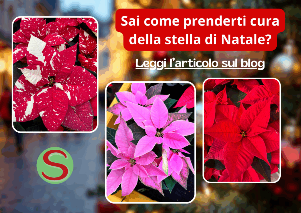 Stella Natale