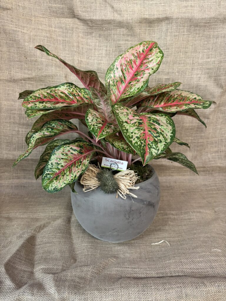 Composizioni floreali