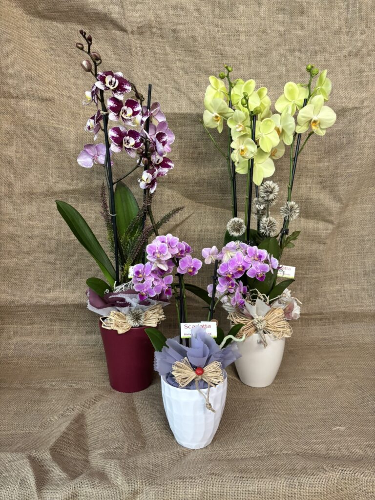 Composizioni floreali