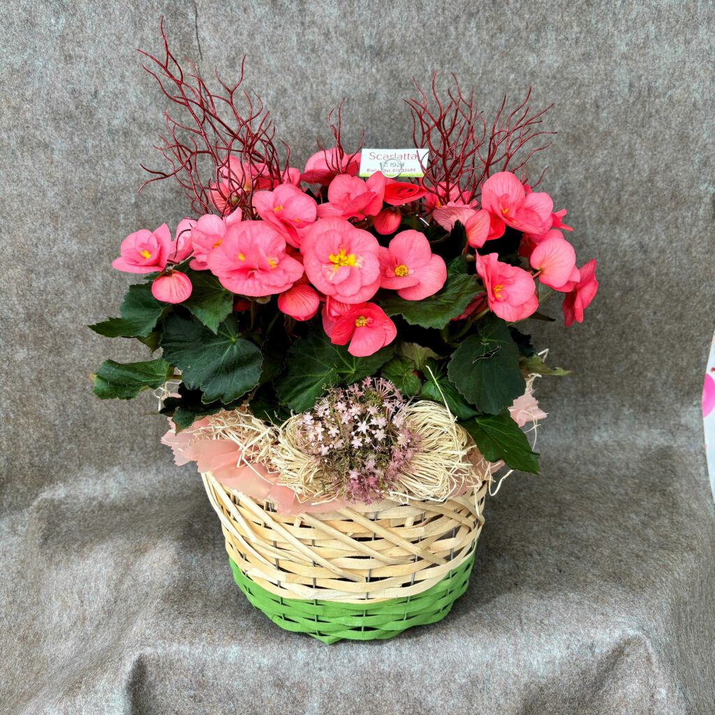 Begonia confezionata