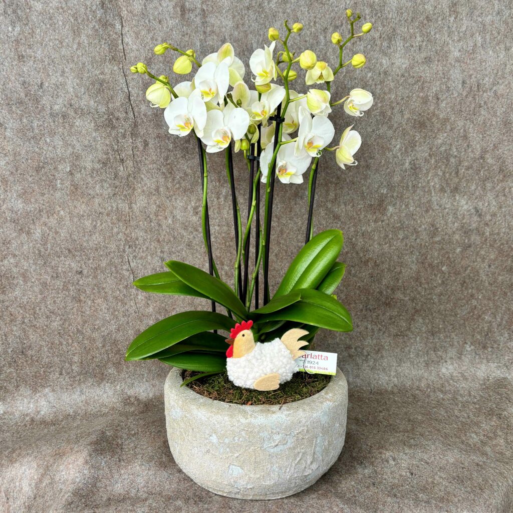 Orchidea confezionata