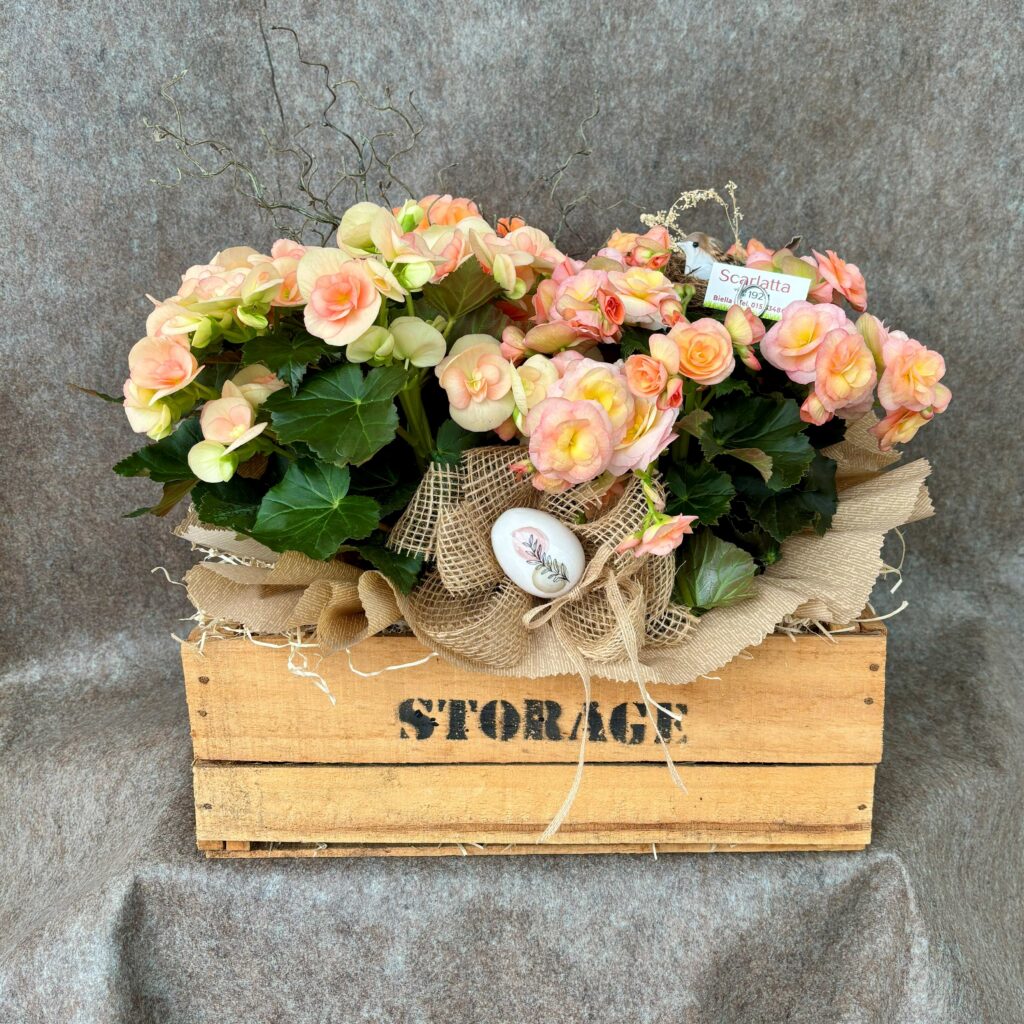 Cesto begonia