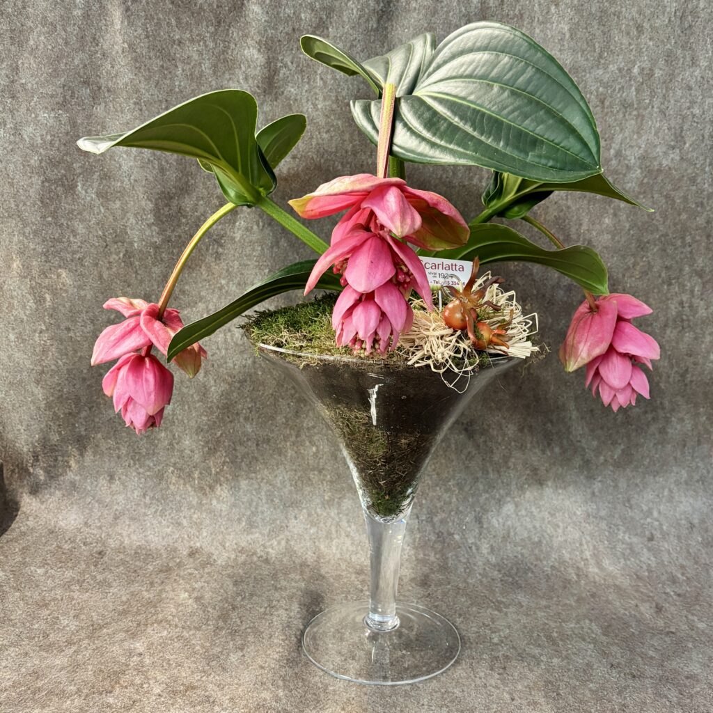composizione_medinilla