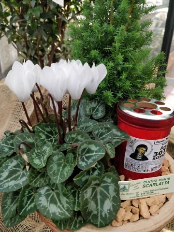 Ciclamino bianco in composizione regalo