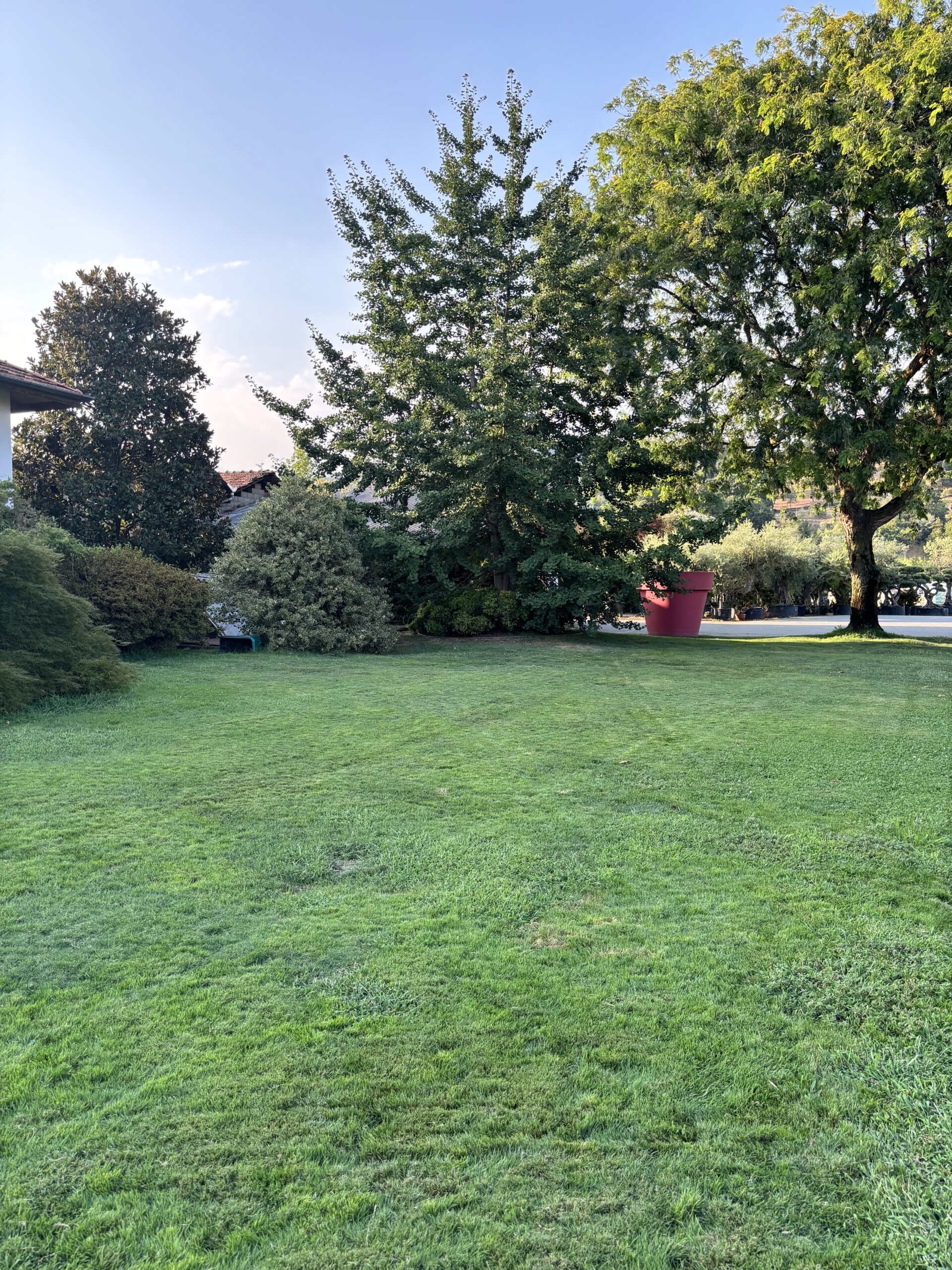 Tappeto erboso Scarlatta Lawn Lab a Biella