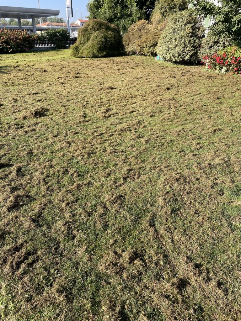 Tappeto erboso in fase di stress e recupero Scarlatta Lawn Lab